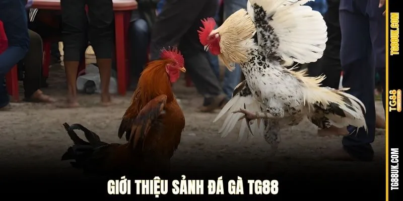 Giới thiệu sảnh đá gà TG88